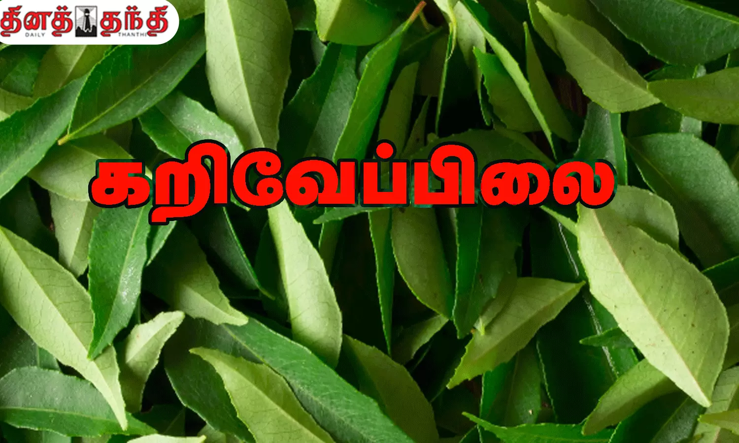 இவ்வளவு நன்மைகளா?கறிவேப்பிலையை இனி தூக்கிப்போட மாட்டீங்க..