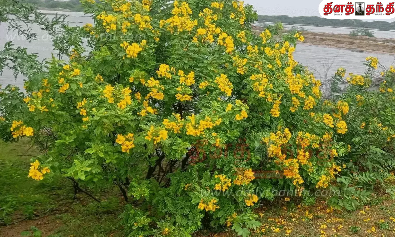 மருத்துவ குணம் நிறைந்த ஆவாரம் பூ..!