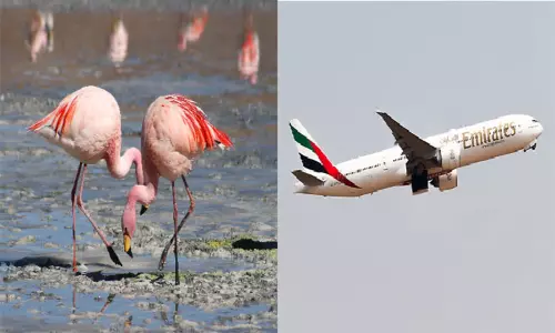 விமானம் மோதி கொத்து கொத்தாக செத்து விழுந்த பிளமிங்கோ பறவைகள்...மும்பையில் அதிர்ச்சி