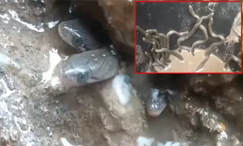 அசாம்: புதிதாக கட்டப்பட்ட வீட்டின் குளியலறையில் பதுங்கியிருந்த 35 பாம்பு குட்டிகள்...வீடியோ வைரல்