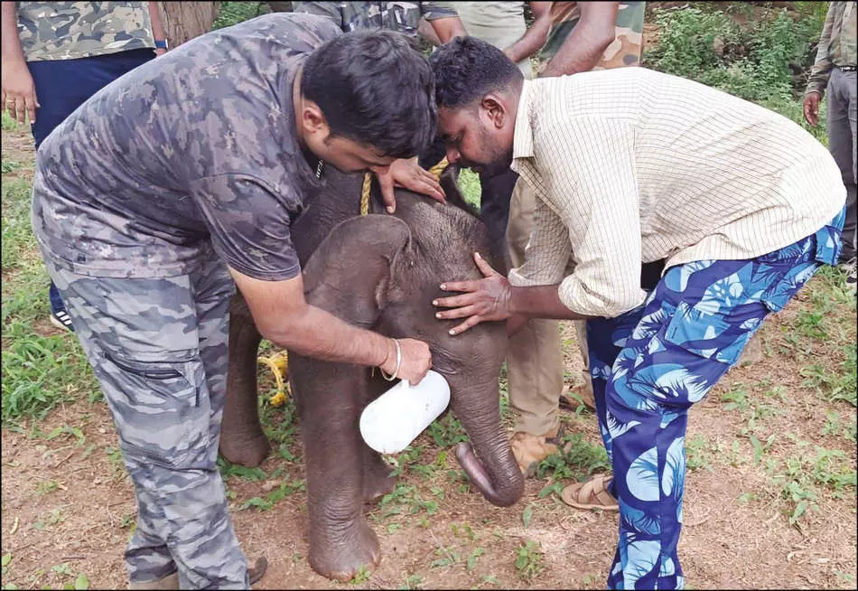 கோவை: தாயை பிரிந்து தனியாக தவித்து வரும் குட்டி யானை