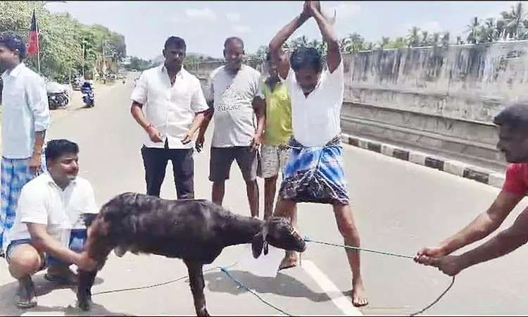 அண்ணாமலைக்கு எதிராக கோஷம்: நடுரோட்டில் வெட்டப்பட்ட ஆடு - சமூக வலைதளங்களில் வைரலானதால் பரபரப்பு