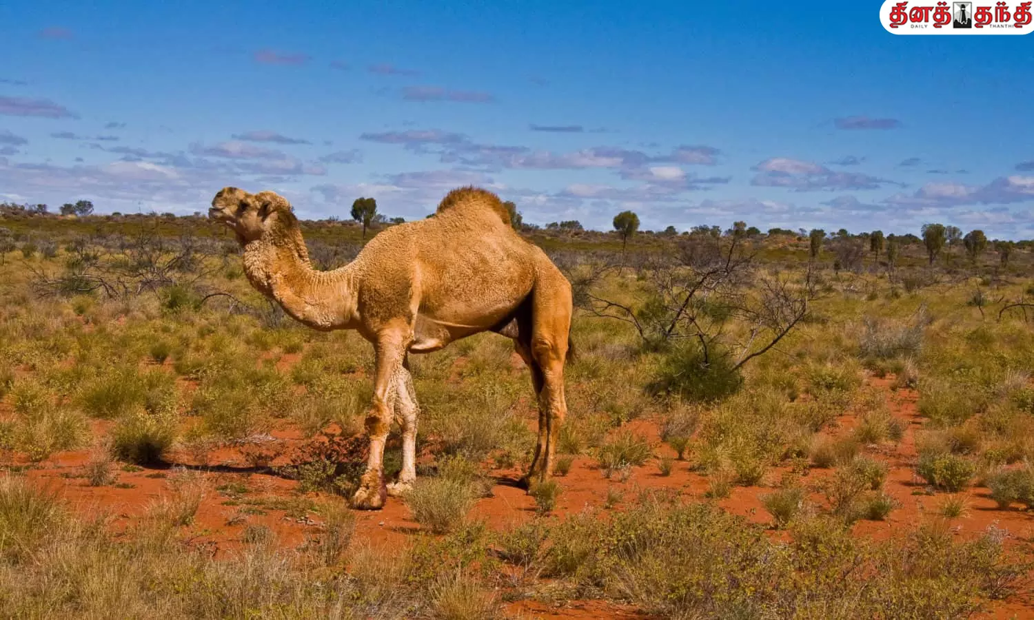 ஒட்டகம், நீர் அருந்தாமல் எவ்வளவு நாள் இருக்கும் தெரியுமா..?