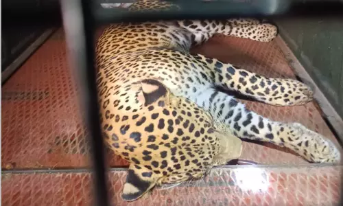 திருப்பத்தூரில் மக்களை அச்சுறுத்தி வந்த சிறுத்தை;  10 மணி நேர போராட்டத்திற்குப் பின் சிக்கியது