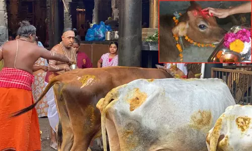 Gopuja benefits in tamil