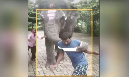 வாலிபரை தாக்கிய கோவில் யானை