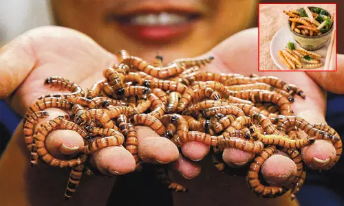 சிங்கப்பூர்:  உணவு பிரியர்களை கவர மெனு பட்டியலில் 16 வகை புழு, பூச்சிகள்