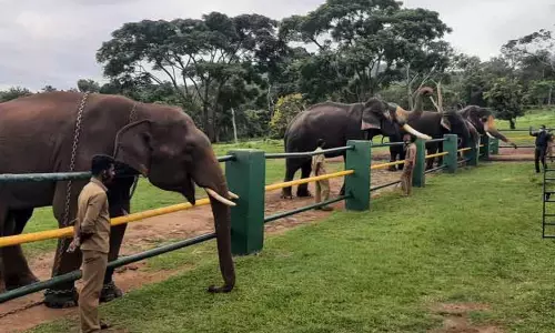 கனமழை எதிரொலி: முதுமலை யானைகள் காப்பகம் 22ம் தேதி வரை  மூடல்