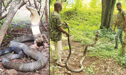 ஊர்ந்து செல்ல முடியாமல் தவித்த 12 அடி நீள ராஜநாகம் மீட்பு