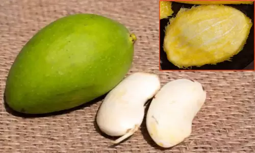 சர்க்கரை நோயாளிகள் மாங்கொட்டை பருப்பை சாப்பிடலாம் சர்க்கரை நோயாளிகள் மாங்கொட்டை பருப்பை சாப்பிடலாம்