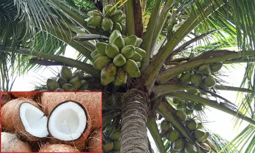 இன்று உலக தேங்காய் தினம்