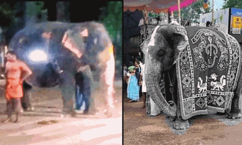 தீ விபத்தில் சிக்கிய குன்றக்குடி கோயில் யானை சிகிச்சை பலனின்றி உயிரிழப்பு