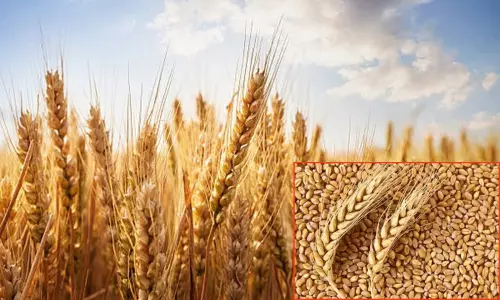 குறைந்தபட்ச ஆதரவு விலை: கோதுமை குவிண்டாலுக்கு ரூ.150 அதிகரிப்பு