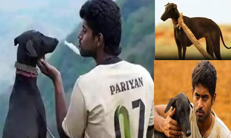 Pariyerum Perumal film Karuppi dog dies in the accident | ‘பரியேறும் ...