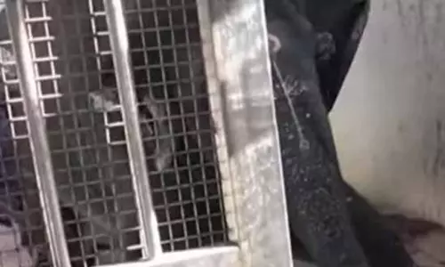 திருச்செந்தூர் கோவில் யானை தெய்வானை அமைதியானது: வன அலுவலர் ரேவதி ரமணன்