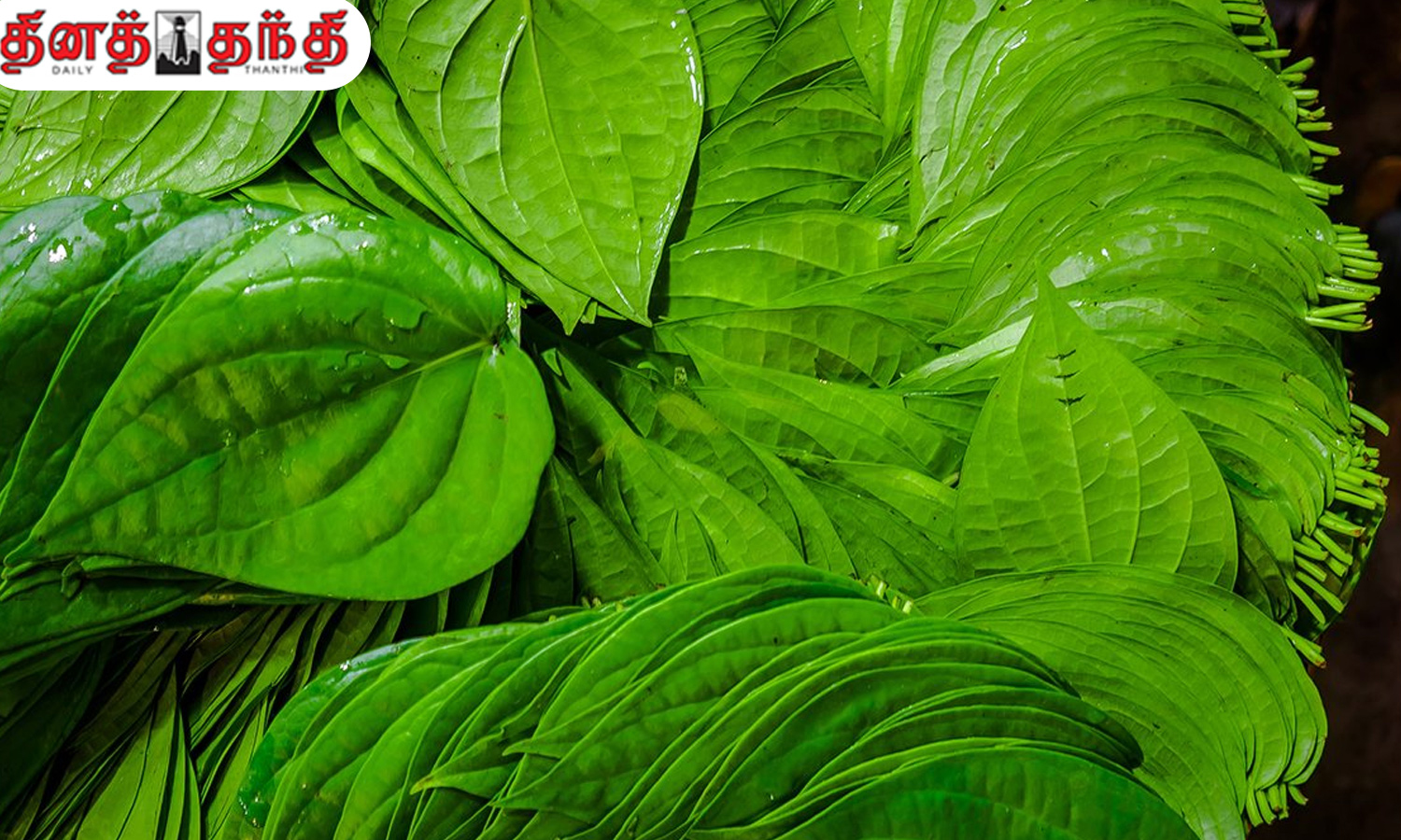 பல்வேறு பிரச்சினைகளுக்கு தீர்வு தரும் வெற்றிலை..!