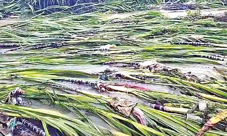 நெல்லை: தொடர் மழையால் பயிர்கள் சேதம் - விவசாயிகள் கவலை