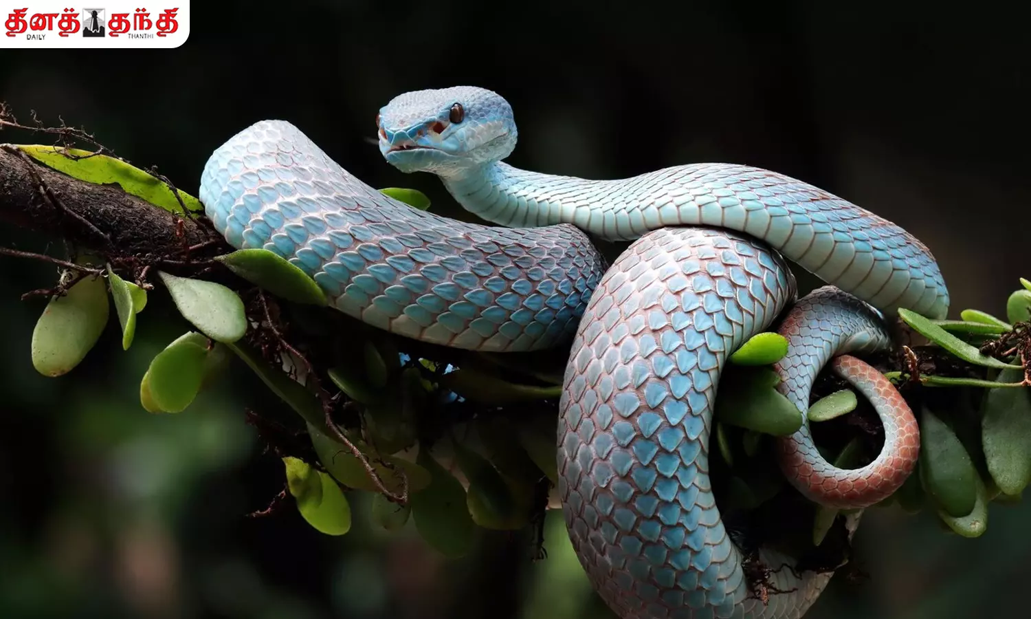 பாம்புகள் பற்றிய சுவாரசியமான தகவல்கள்!