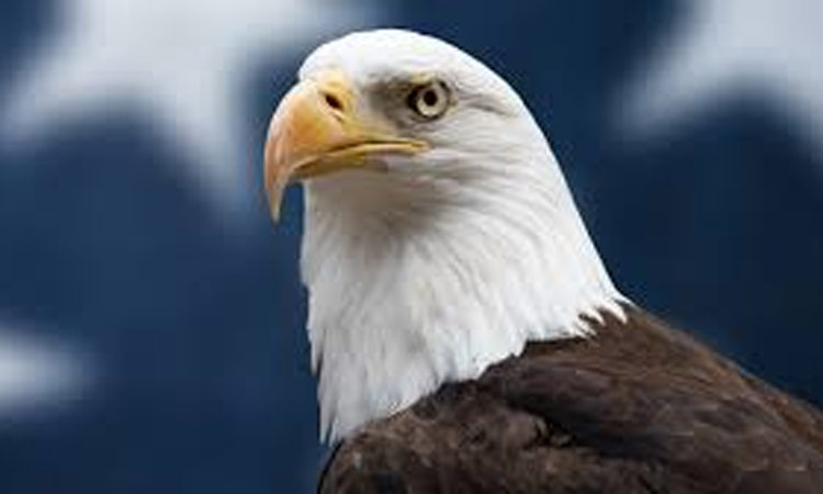 வழுக்கை கழுகு எனப்படும் வெண்தலைக் கழுகு... ... 25-12-2024: இன்றைய முக்கிய செய்திகள் சில வரிகளில்