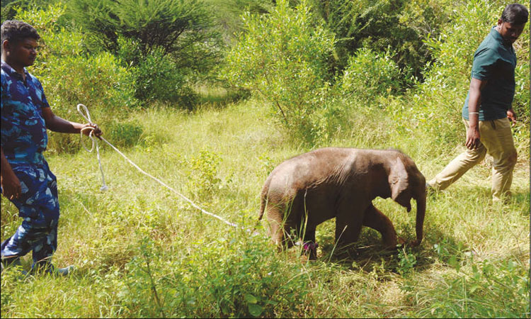 தாய் யானை உயிரிழப்பு: யானைகள் கூட்டத்துடன் குட்டியை சேர்க்க வனத்துறையினர் முயற்சி