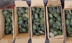 அரிய வகை ஆமைகள் பறிமுதல்