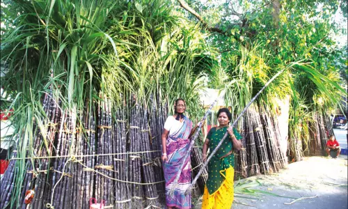 புதுச்சேரியில் விற்பனைக்கு வந்த செங்கரும்பு - கட்டு விலை ரூ.800 புதுச்சேரியில் விற்பனைக்கு வந்த செங்கரும்பு - கட்டு விலை ரூ.800