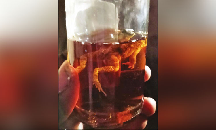 மதுபாட்டிலில் தவளை கிடந்ததால் பரபரப்பு