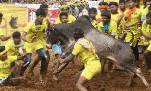 திருச்சி:  சூரியூர் ஜல்லிக்கட்டு போட்டியில் பங்கேற்ற காளை உயிரிழப்பு