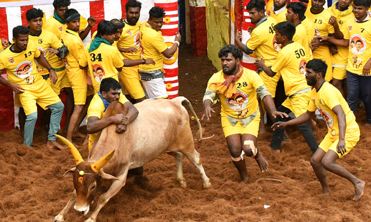 1,100 காளைகள், 900 வீரர்களுடன் விறுவிறுப்பாக நடந்து வரும் அலங்காநல்லூர் ஜல்லிக்கட்டு