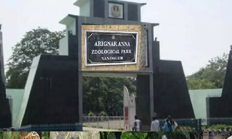 வண்டலூர் அறிஞர் அண்ணா உயிரியல் பூங்கா: 80,000க்கும் மேற்பட்ட பார்வையாளர்கள் வருகை வண்டலூர் அறிஞர் அண்ணா உயிரியல் பூங்கா: 80,000க்கும் மேற்பட்ட பார்வையாளர்கள் வருகை