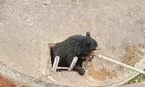 உணவு தேடி வந்த போது குடிநீர் கிணற்றுக்குள் தவறி விழுந்த கரடிகள் உணவு தேடி வந்த போது குடிநீர் கிணற்றுக்குள் தவறி விழுந்த கரடிகள்