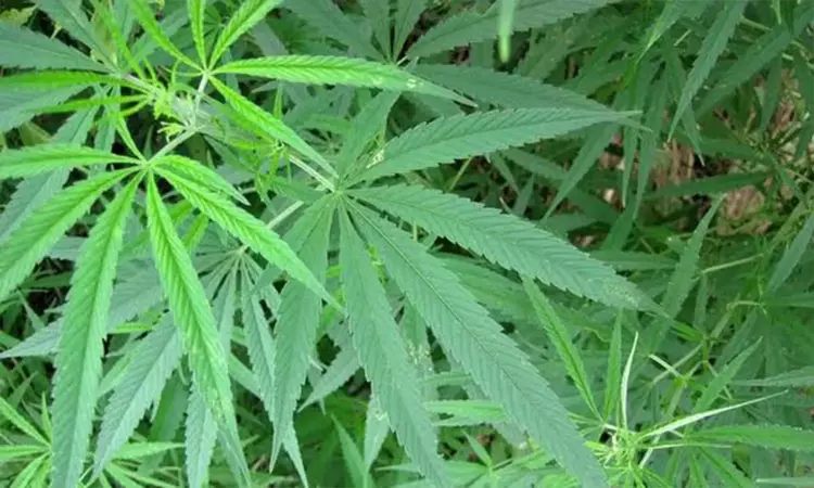 கஞ்சா செடி வளர்க்க இமாசல பிரதேச அரசு அனுமதி