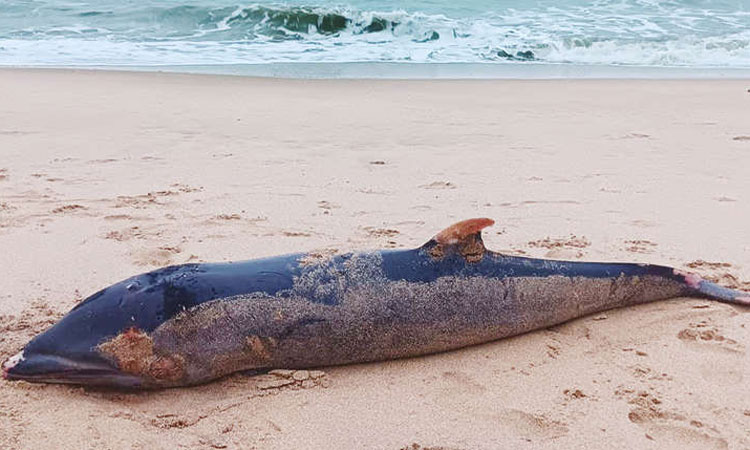 திருச்செந்தூர் கடற்கரையில் இறந்து கரை ஒதுங்கிய டால்பின்