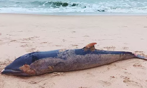 திருச்செந்தூர் கடற்கரையில் இறந்து கரை ஒதுங்கிய டால்பின்