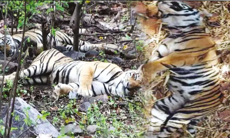 வயநாட்டில் மர்மமான முறையில் இறந்து கிடந்த 3 புலிகள்