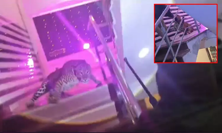 அழைப்பே இல்லாமல்... திருமண விருந்துக்கு வந்த சிறுத்தைப்புலி; காருக்குள் புகுந்து உயிர் தப்பிய மணமக்கள்