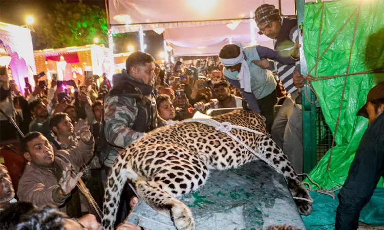 அழைப்பே இல்லாமல்... திருமண விருந்துக்கு வந்த சிறுத்தைப்புலி; காருக்குள் புகுந்து உயிர் தப்பிய மணமக்கள்