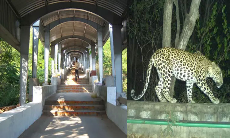 சிறுத்தை நடமாட்டம்: அலிபிரி நடைபாதையில் செல்லும் பக்தர்கள் குழுக்களாக அனுப்பி வைப்பு