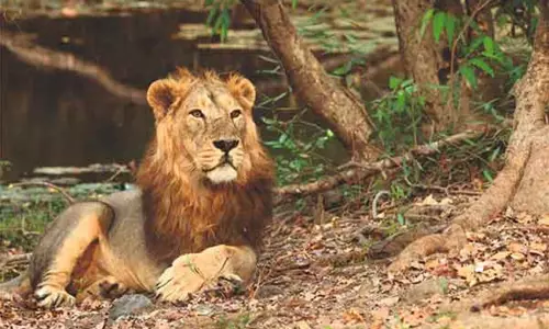 ஆசிய சிங்கங்களின் பாதுகாப்புக்கு ரூ.2,900 கோடி ஒதுக்க மத்திய அரசு ஒப்புதல்