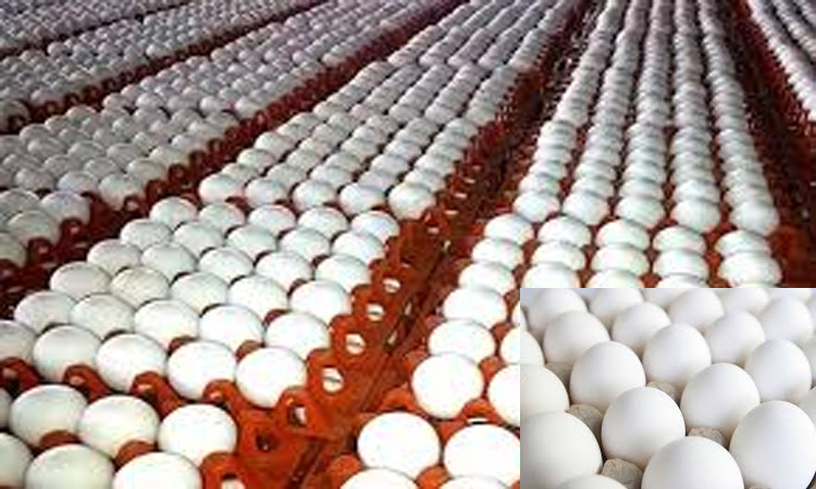 முட்டை விலை ஒரே நாளில் 40 காசுகள் சரிவு வியாபாரிகளுக்கு ரூ.4.50 கோடி இழப்பு