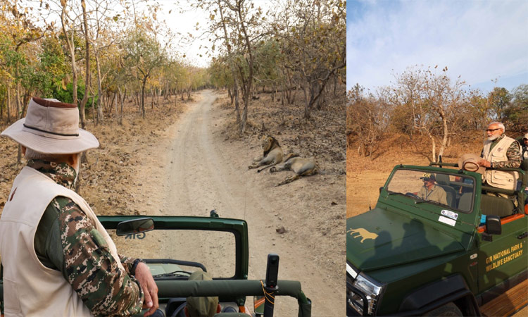 உலக வனவிலங்கு தினம்: குஜராத் கிர் தேசிய பூங்காவில் பிரதமர் மோடி லயன் சஃபாரி