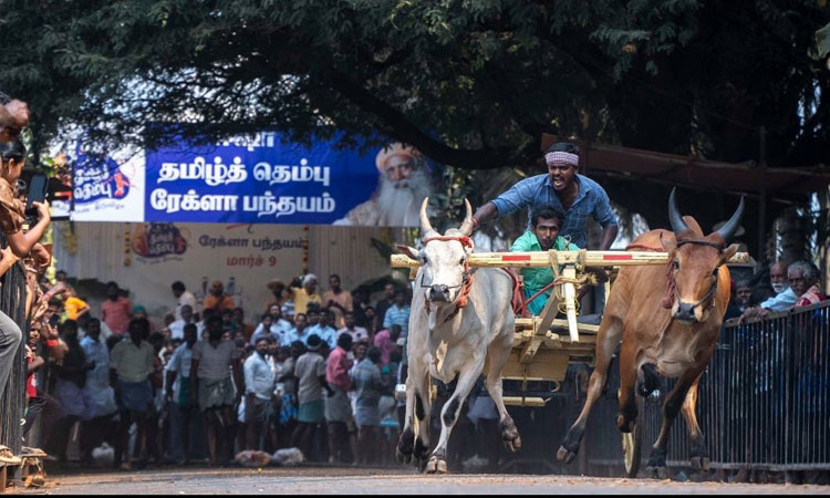கோவை: தமிழ்த் தெம்பு திருவிழாவில் விறுவிறுப்பாக நடைபெற்ற ரேக்ளா பந்தயம்