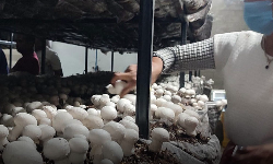 ஊரக பகுதிகளில் காளான் உற்பத்தி நிலையம்!