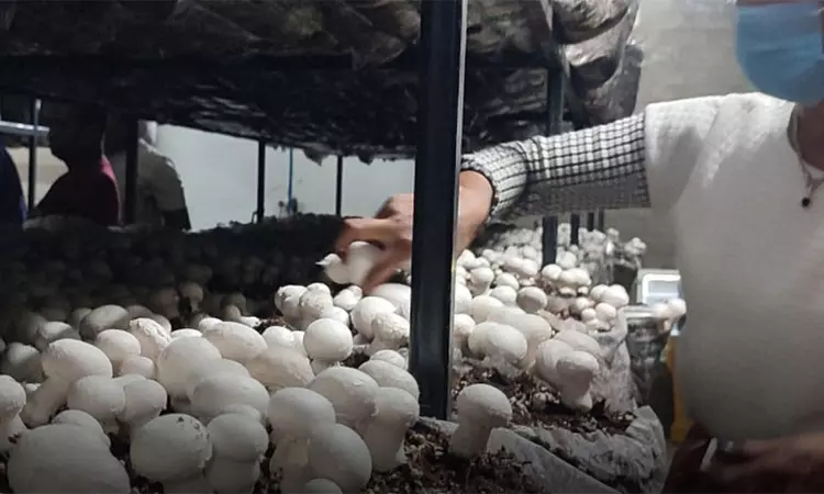 ஊரக பகுதிகளில் காளான் உற்பத்தி நிலையம்!