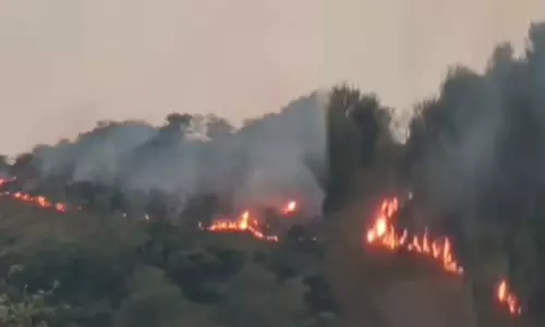 திருவண்ணாமலை: கொழுந்துவிட்டு எரியும் ஜவ்வாது மலை... தீயில் கருகிய அரிய வகை மூலிகைகள்