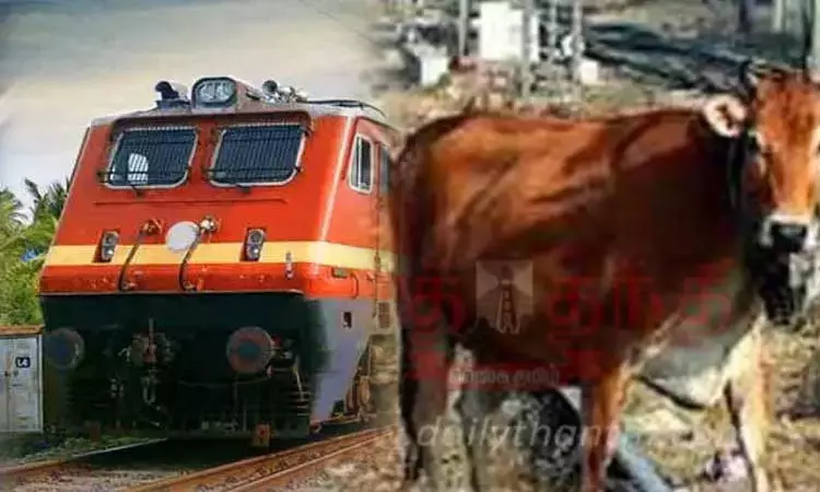 13 cows run over by train in Keralas Palakkad