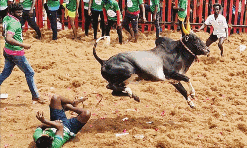 பூலாம்பாடி ஜல்லிக்கட்டு போட்டி:  45 பேர் காயம்