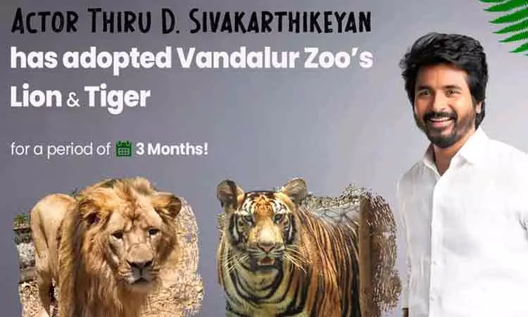 வண்டலூர் பூங்காவில் சிங்கம் மற்றும் புலியை தத்தெடுத்த சிவகார்த்திகேயன்
