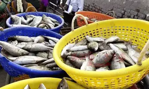 மீன்பிடி தடைக்காலத்தால் கிடுகிடுவென உயரும் விலை - கவலையில் மீன் பிரியர்கள்