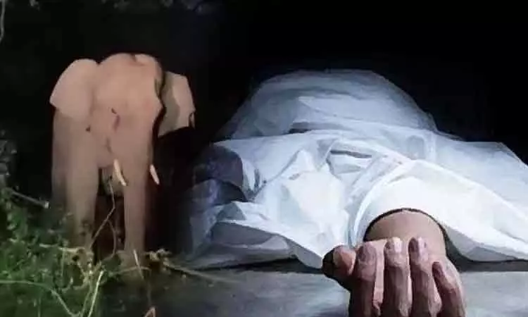 Woman killed after elephant attacks her in TN